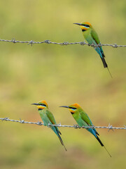 Rainbow bee-eaters sitting on a barbed wire fence.
