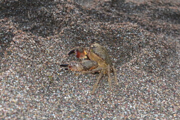 crab