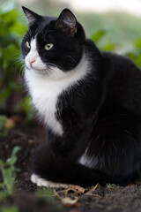 black and white cat on the ground