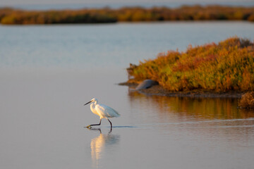Garceta común (Egretta garzetta) en una marisma al amanecer otoñal