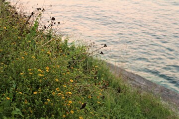 beach flowers
