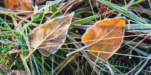 Frozen autumn leaves of Syringa vulgaris (lilacs) on the grass.