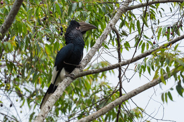 Black-and-white-casqued Hornbill - Bycanistes subcylindricus, special forest hornbill from African forests and woodlands, Kibale forest, Uganda.