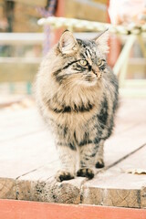 A portrait of a cat. Russian cat walking outdoor