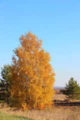 Fototapeta premium autumn in the forest
