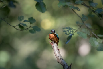Common Kingfisher Alcedo atthis hunting by the river, beautiful colorful bird sitting on the branch and hunting fish, catching fish