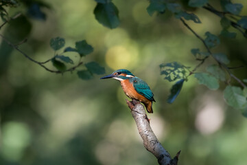 Common Kingfisher Alcedo atthis hunting by the river, beautiful colorful bird sitting on the branch and hunting fish, catching fish