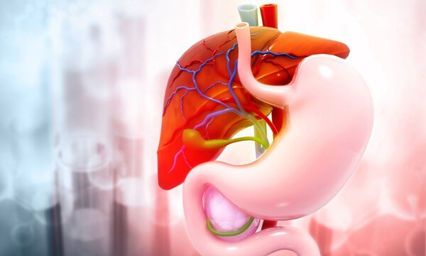 Anatomy of Liver stomach pancreas and gallbladder on medical background. Human digestive system. 3d illustration