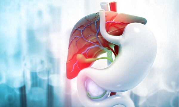 Anatomy of Liver stomach pancreas and gallbladder on medical background. Human digestive system. 3d illustration