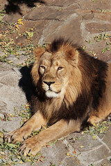 Plakat lion in the zoo