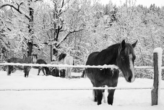 Horses in snow. Jura, France. Winter fairy tale. Black white photo