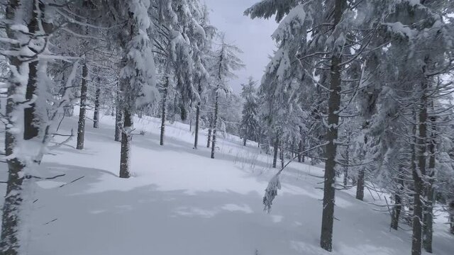 Aerial view of a fabulous winter mountain landscape close-up during snowfall. Smooth flight between snow-covered trees. Ukraine, Carpathian Mountains. Filmed on FPV drone.