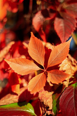 red autumn leaves
