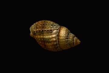 Close-up of tiny gastropod seashell isolated on black background