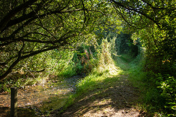 a narrow woodland path next to a small stream with dappled sunlight and shadows