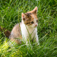 Naklejka na ściany i meble Ginger kitten on green grass, portrait, close-up, copy space
