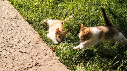 Naklejka na ściany i meble Ginger kittens playing on green grass, portrait, close-up, copy space