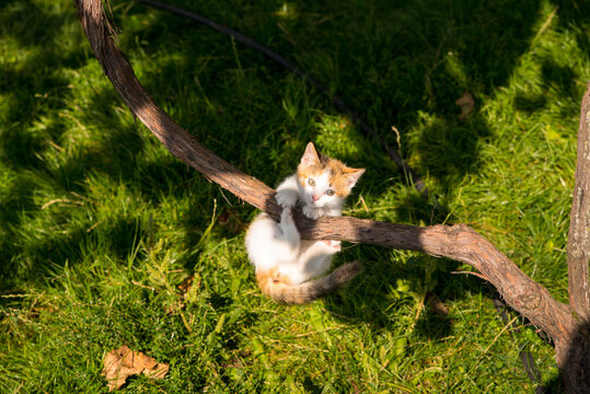 Ginger kitten weighs on a vine on a green lawn, close-up, copy space
