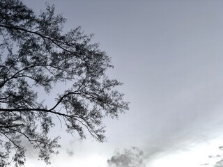 Pine tree branches and sky.