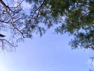 Pine tree branches and sky.