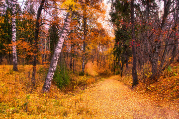 golden autumn landscape park, picturesque autumn trees fallen