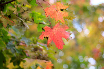 Autumn leaves on a tree close up.