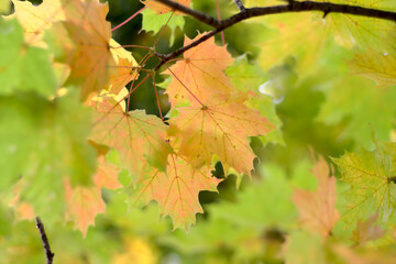 Autumn leaves on a tree close up.