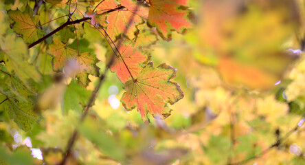 Autumn leaves on a tree close up.