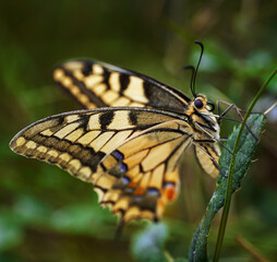 Swallowtail butterfly closeup
