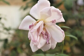 withered rose