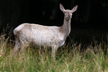 Cerf élaphe, biche blanche, cervus elaphus