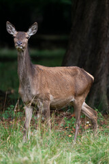 Cerf élaphe, biche, cervus elaphus