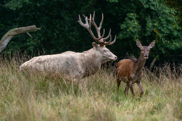 Cerf élaphe, biche, cerf, brame, cervus elaphus