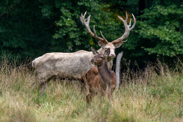 Naklejka na ściany i meble Cerf élaphe, biche, cerf, brame, cervus elaphus