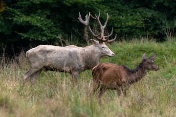 Cerf élaphe, biche, cerf, brame, cervus elaphus