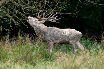 Cerf élaphe, blanc, cerf, cervus elaphus