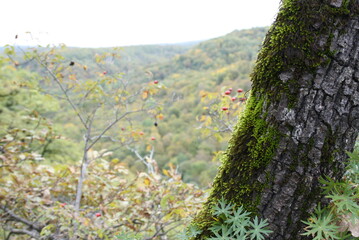 flowers in the forest