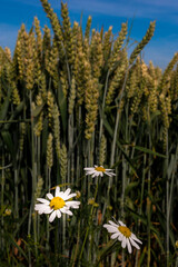 Fototapeta na wymiar daisy and wheat close up