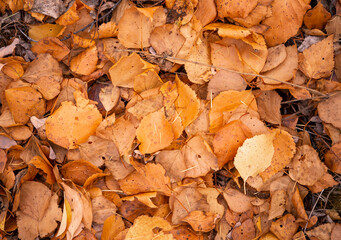 autumn leaves on the ground