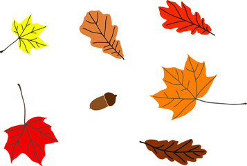 autumn vector set from yellow, red and orange maple and oak leaves with acorns on white. Natural materials. Design element