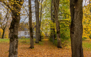 autumn in the park