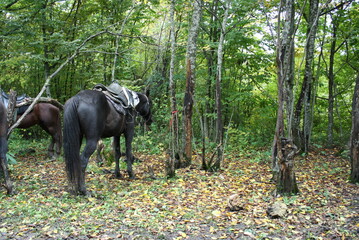 horse in forest