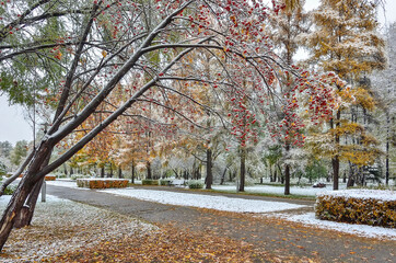 First snowfall in colorful fall city park - late autumn landscape. Rowan tree branch with red...