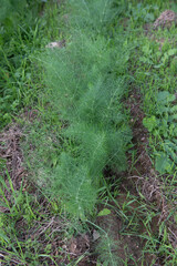 
garden cauliflower  - pianta di cavolfiore 