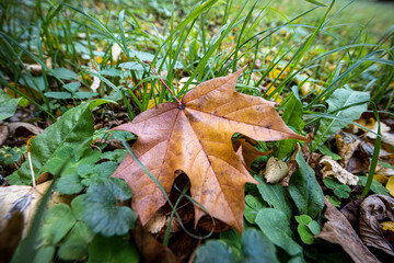there are plenty of yellow leaves in the forest in the fall
