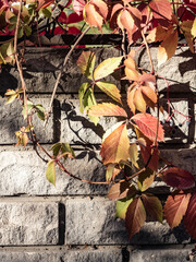 Vintage street fence hung with beautiful plant with red orange and yellow autumn leaves in the morning sun