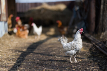 white chicken on the farm