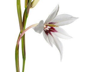 Elegant white gladiolus flower with burgundy center isolated on white background.