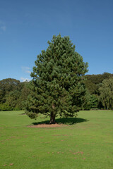 Summer Landscape of an Austrian or Black Pine Tree (Pinus nigra) Growing on a Green Grass Lawn in a Garden with a Bright Blue Sky Background in Rural Devon, England, UK