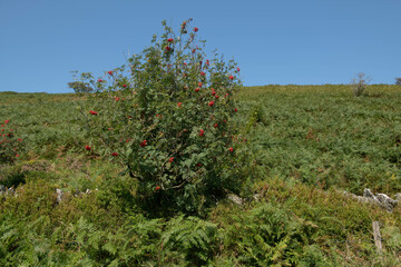 Fototapeta na wymiar Late Summer Red Berries on a Deciduous Mountain Ash or Rowan Tree (Sorbus aucuparia) Growing on Moorland by the River Barle with a Bright Blue Sky within Exmoor National Park, Somerset, England, UK